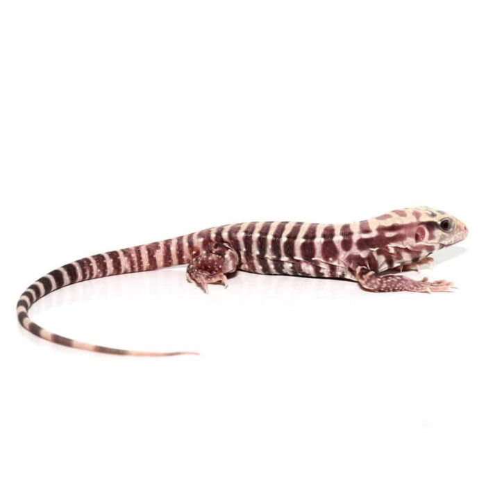 Baby Albino Tiger Ice Tegu