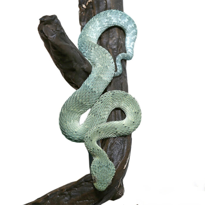 Baby Blue Green With Black Spots Squamigera Bush Viper