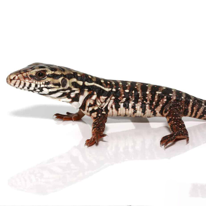 Baby High White Red Tegu