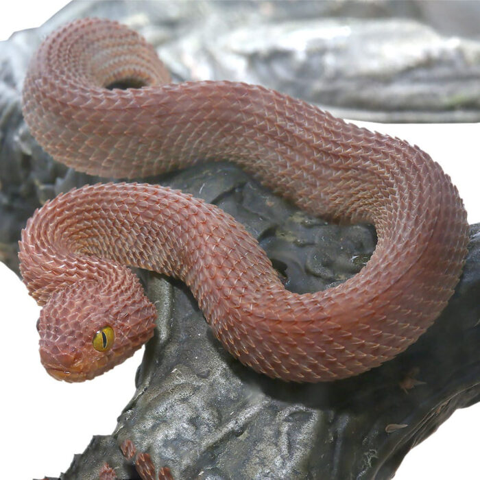 Baby Red Patternless Squamigera Bush Viper