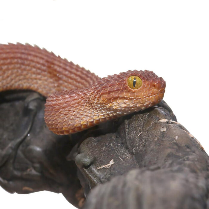 Baby Red Patternless Squamigera Bush Viper