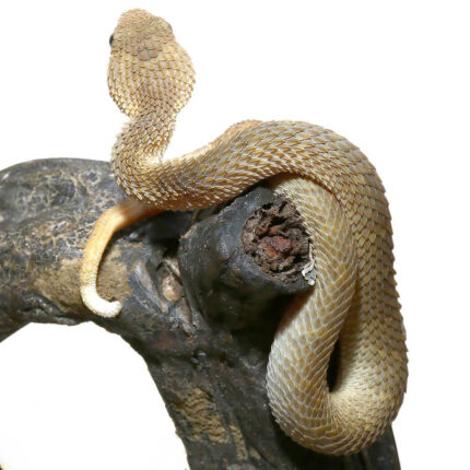Baby Tan Squamigera Bush Viper