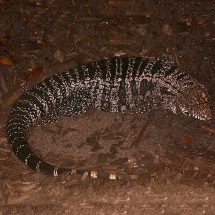 Adult Breeding Argentine Black And White Tegu