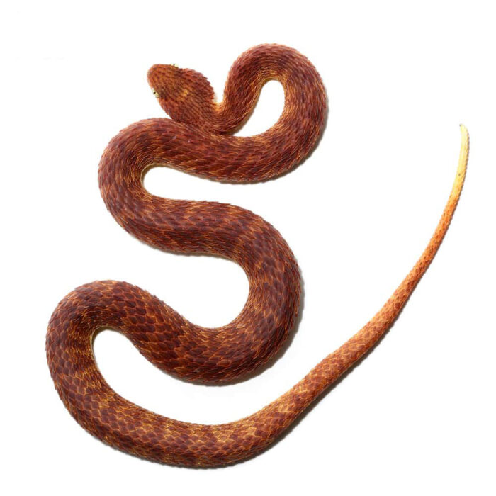 2021 Female Dark Red Squamigera Bush Viper