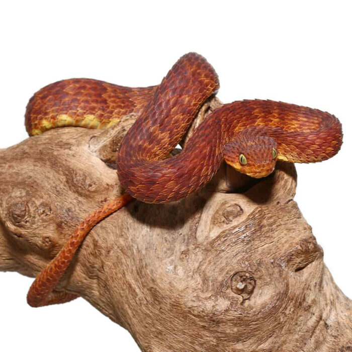 2021 Female Dark Red Squamigera Bush Viper