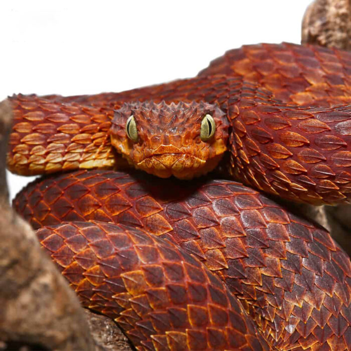 2021 Female Dark Red Squamigera Bush Viper