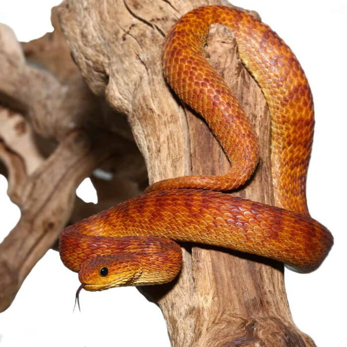 2021 Female Orange With Red Stripes Squamigera Bush Viper