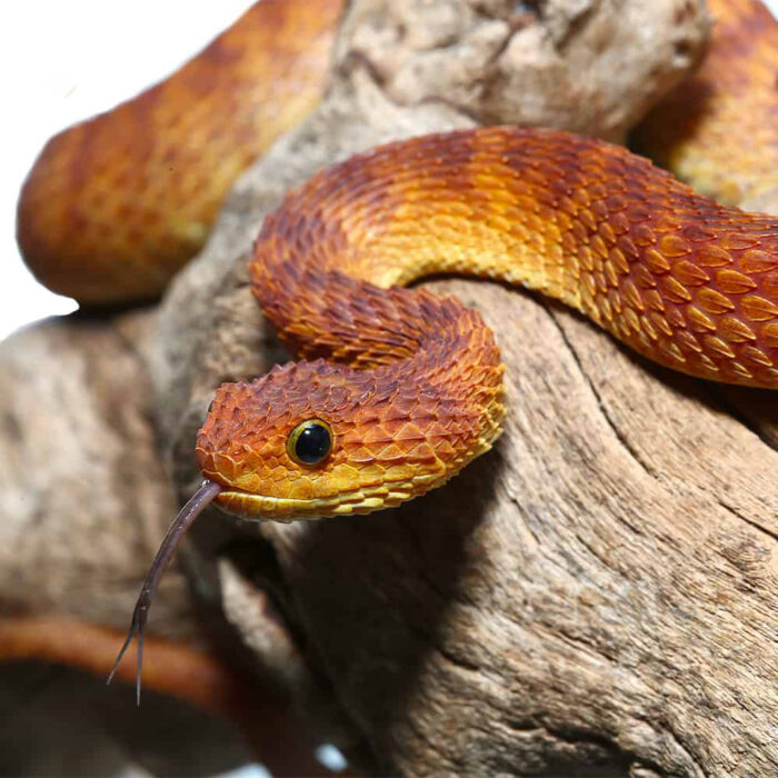 2021 Female Orange With Red Stripes Squamigera Bush Viper