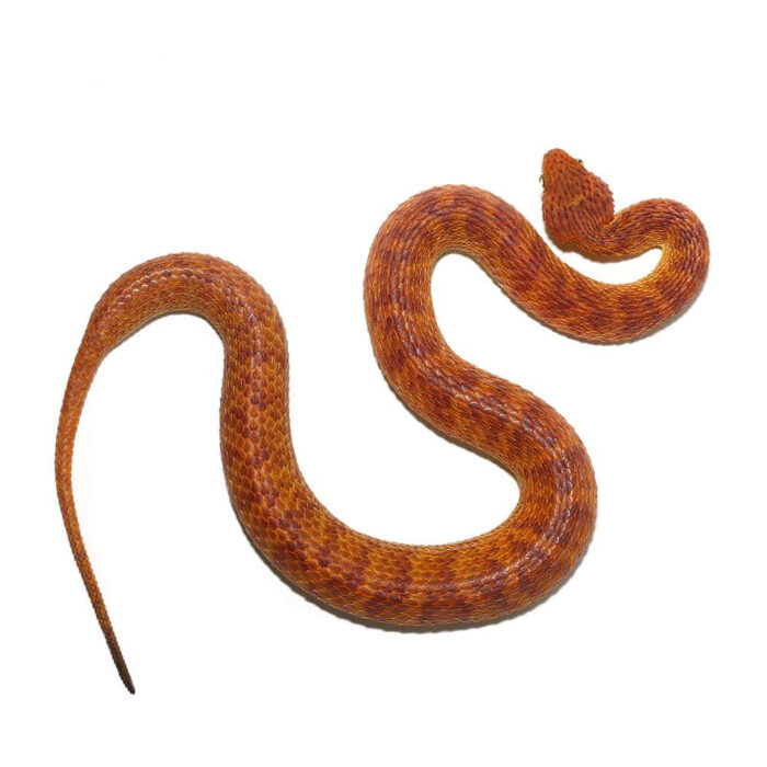 2021 Female Orange With Red Stripes Squamigera Bush Viper