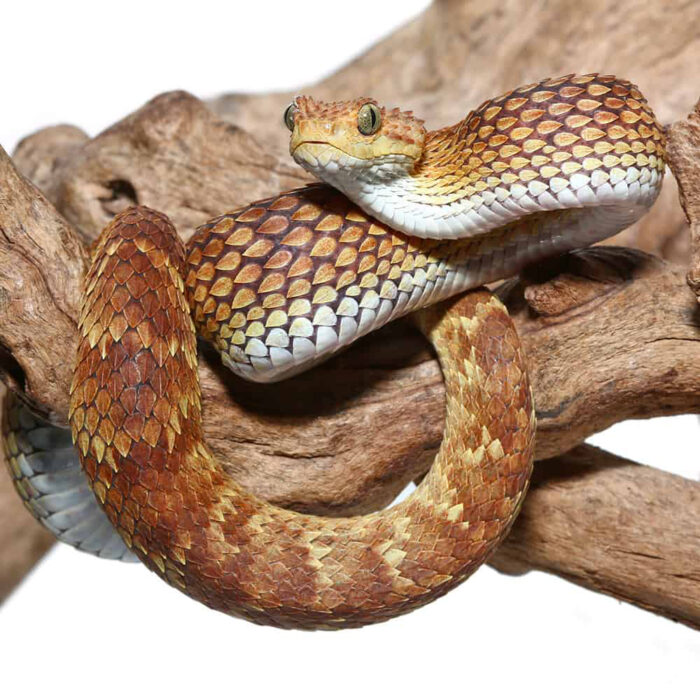 2021 Female Orange with Tan Stripe Squamigera Bush Viper