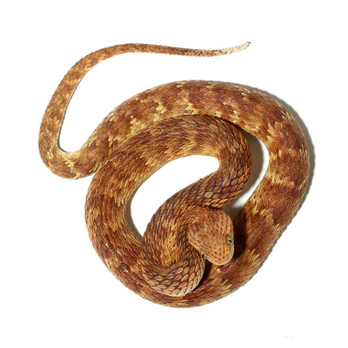 2021 Female Orange with Tan Stripe Squamigera Bush Viper