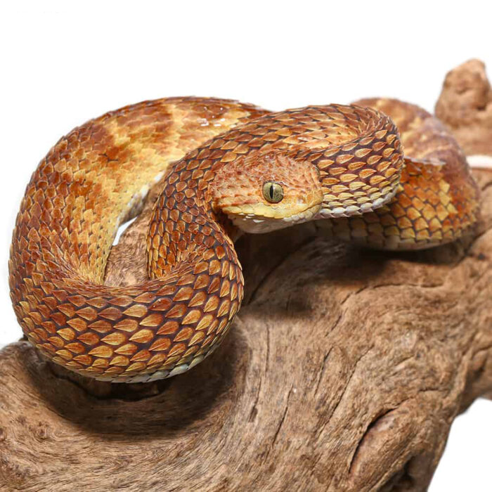 2021 Female Orange with Tan Stripe Squamigera Bush Viper