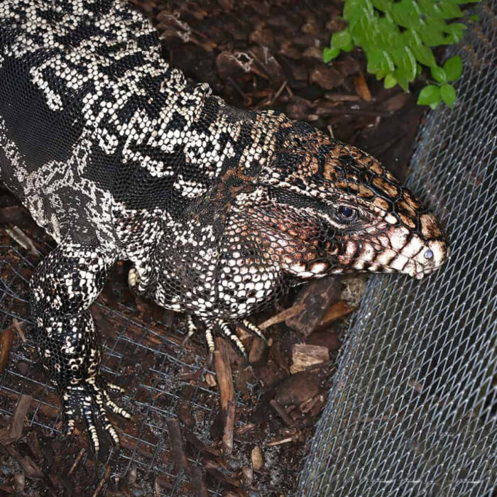 Adult Breeding Argentine Black And White Tegu