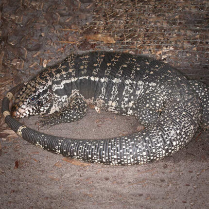 Adult Super Red Tegu