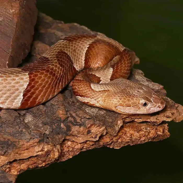 Broad Banded Copperhead Snake #3