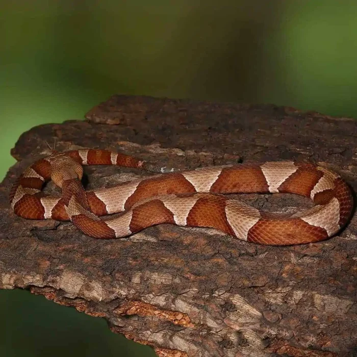 Broad Banded Copperhead Snake #3