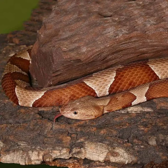 Broad Banded Copperhead Snake #3