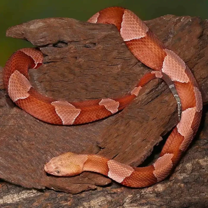 Broad Banded Copperhead Snake #4