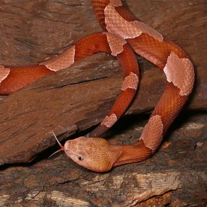 Broad Banded Copperhead Snake #4