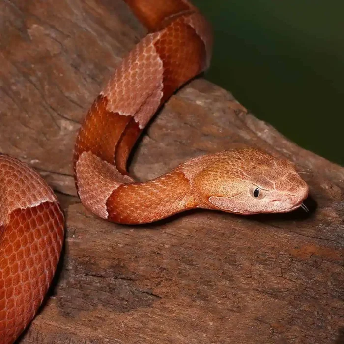 Broad Banded Copperhead Snake #4