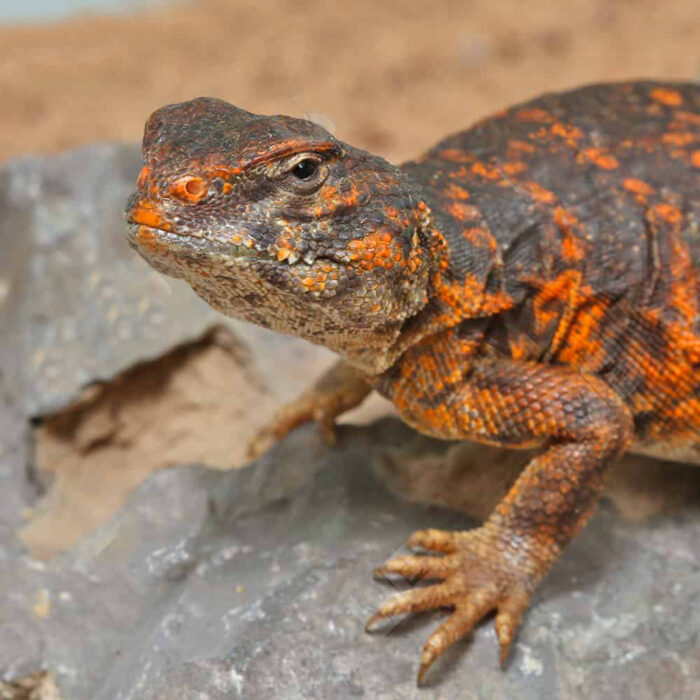 Baby Red Uromastyx