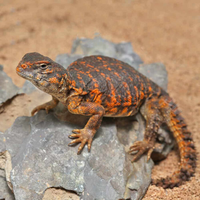 Baby Red Uromastyx