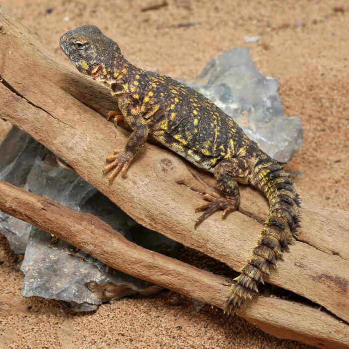 Baby Yellow Uromastyx