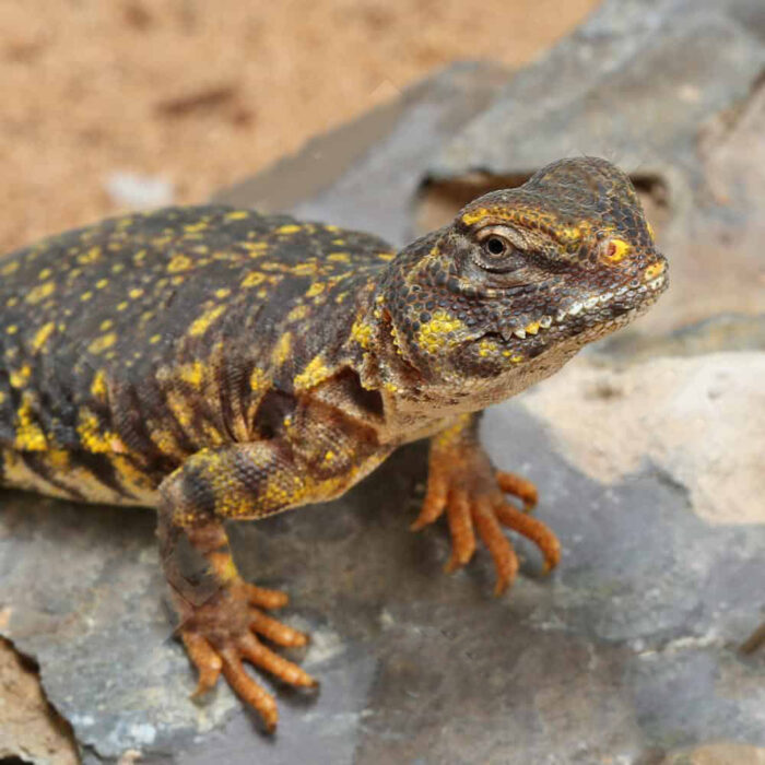 Baby Yellow Uromastyx