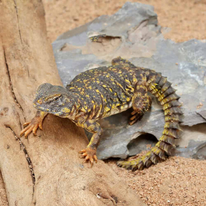 Baby Yellow Uromastyx