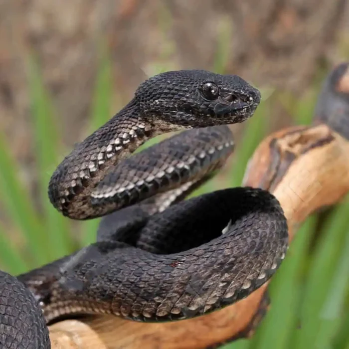 Black Purple Spotted Pit Viper