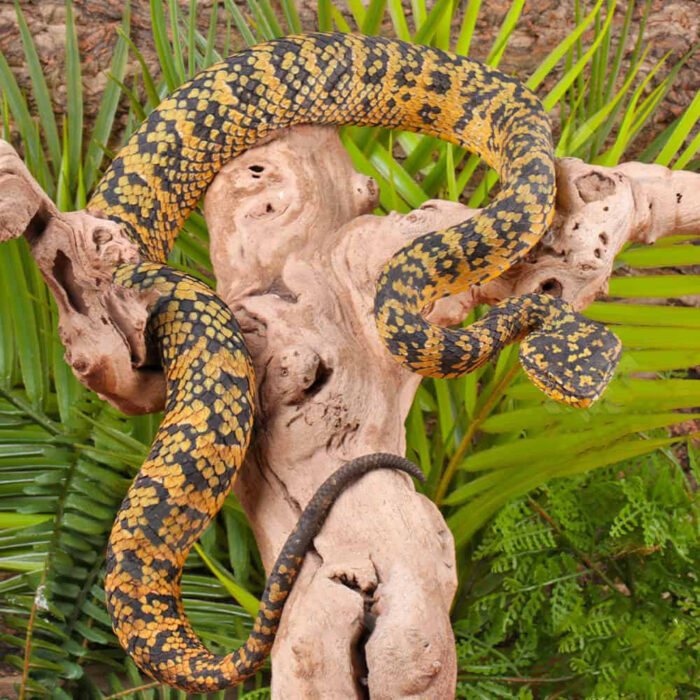 Adult Female Black And Yellow Sulawesi Wagler Viper