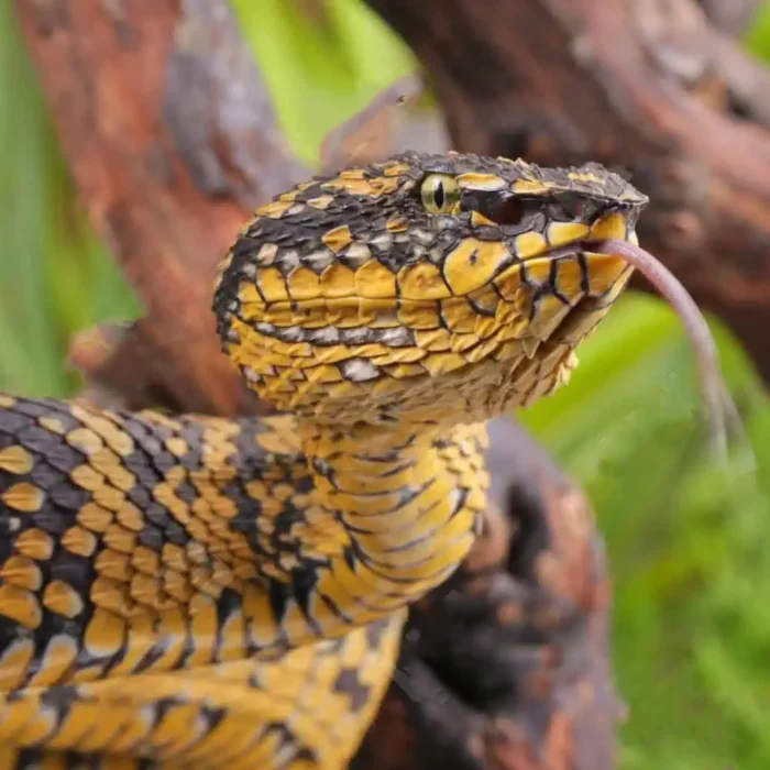 Adult Female Black And Yellow Sulawesi Wagler Viper