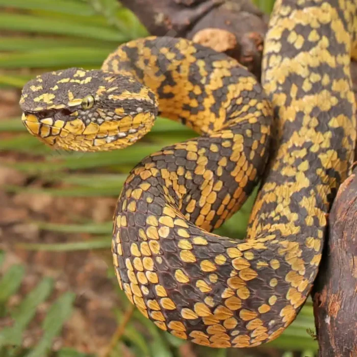 Adult Female Black And Yellow Sulawesi Wagler Viper