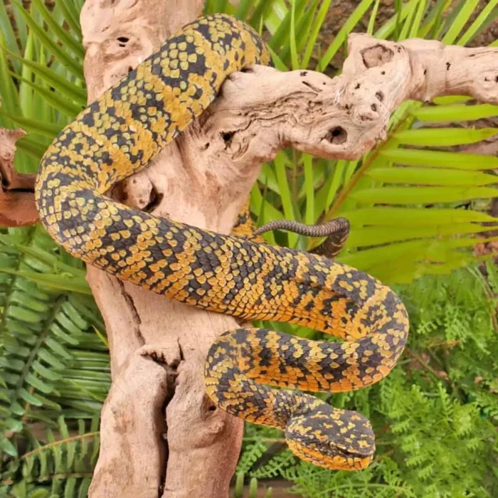 Adult Female Black And Yellow Sulawesi Wagler Viper