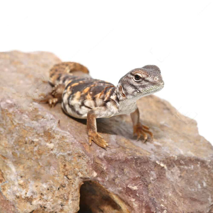 C.B. Baby Red Uromastyx