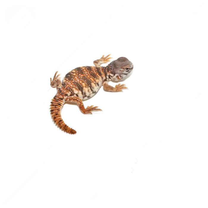 C.B. Baby Red Uromastyx