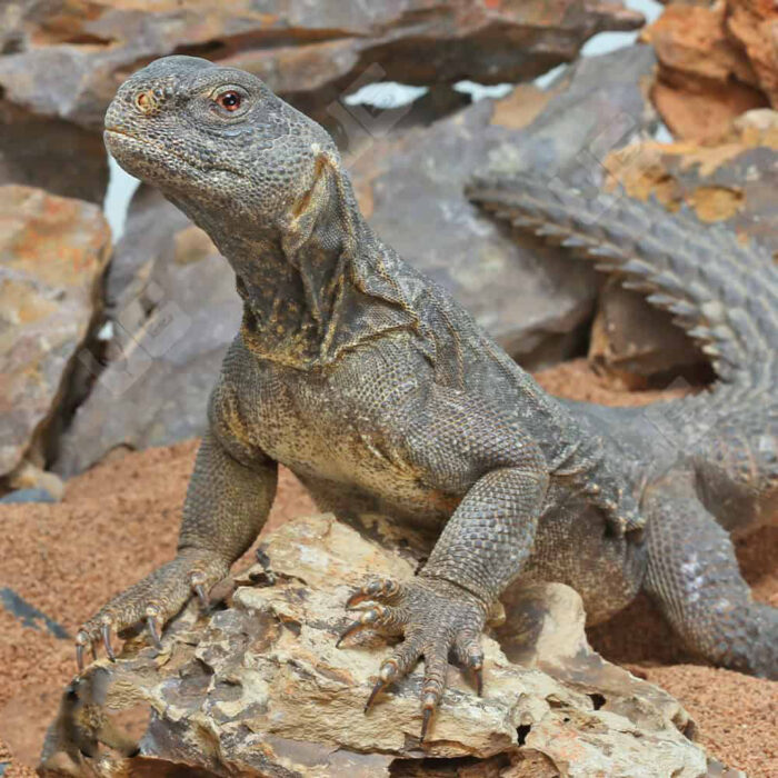 Adult Egyptian Uromastyx