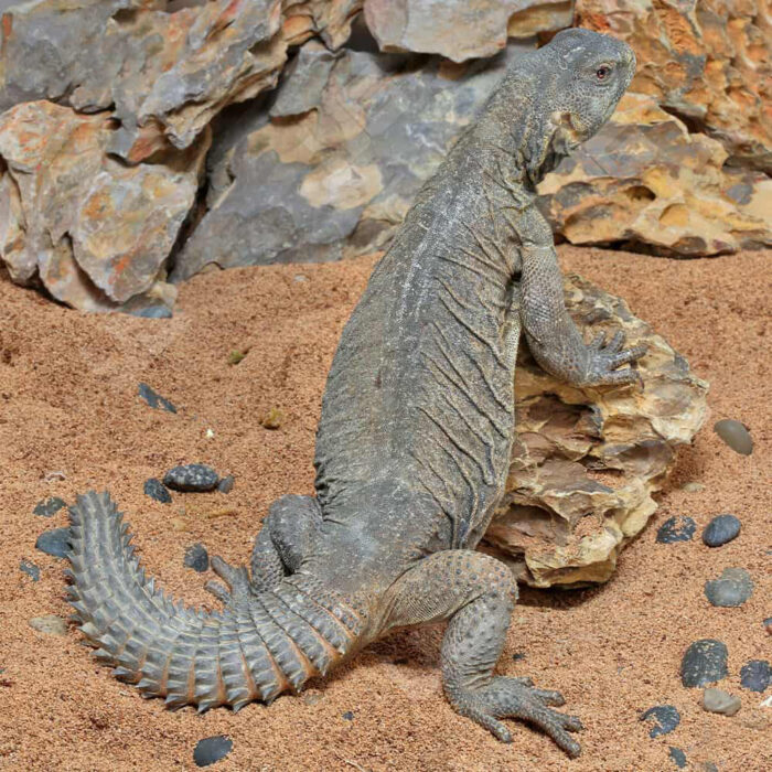 Adult Egyptian Uromastyx