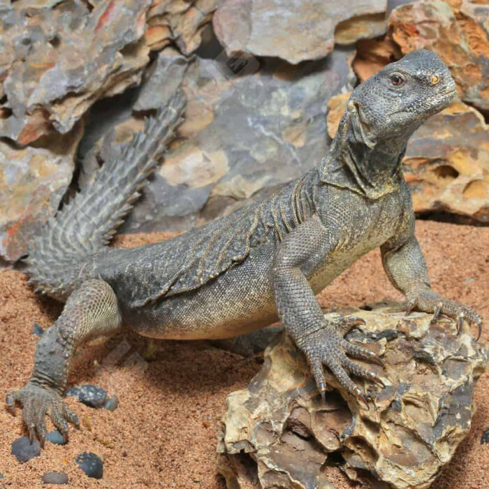 Adult Egyptian Uromastyx