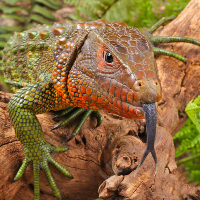 Juvenile Caiman Lizard