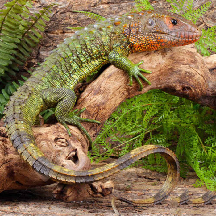 Juvenile Caiman Lizard