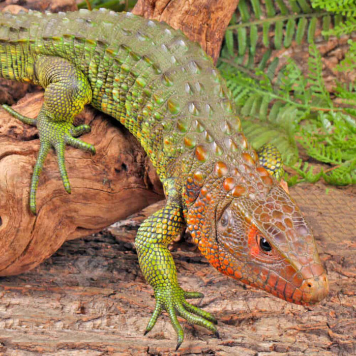 Juvenile Caiman Lizard