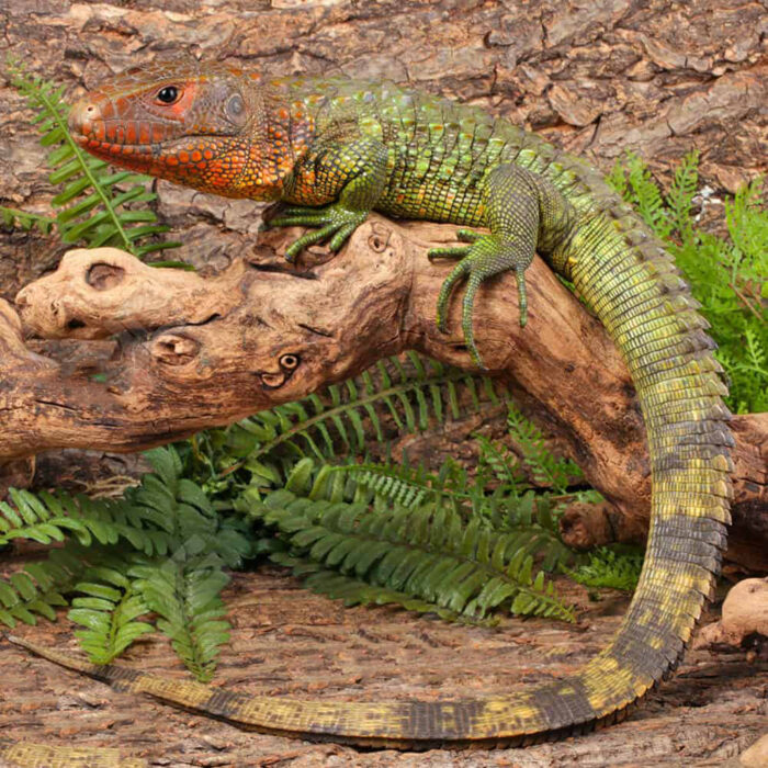 Juvenile Caiman Lizard