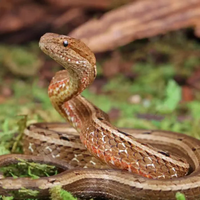 Asian Mock Viper