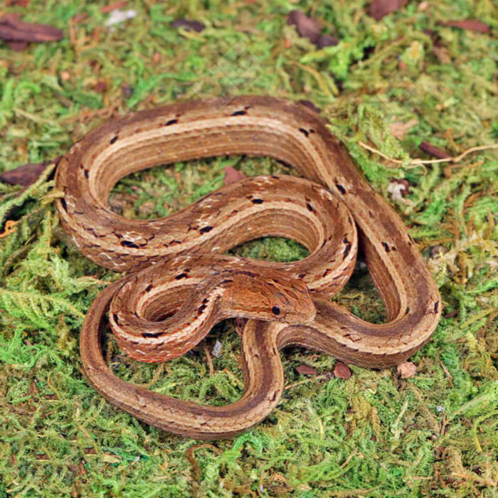 Asian Mock Viper