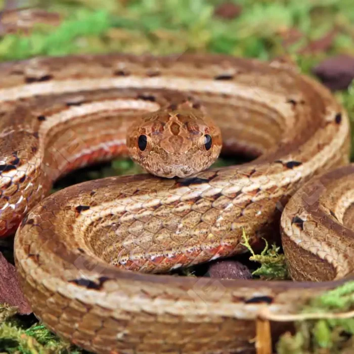 Asian Mock Viper