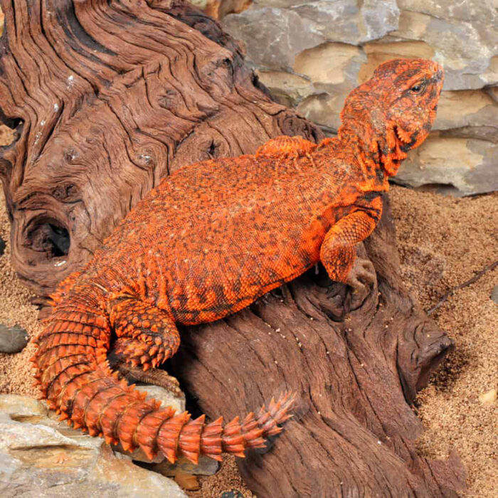 Super Red Uromastyx