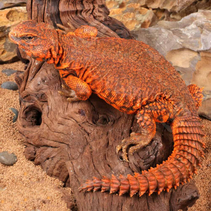 Super Red Uromastyx