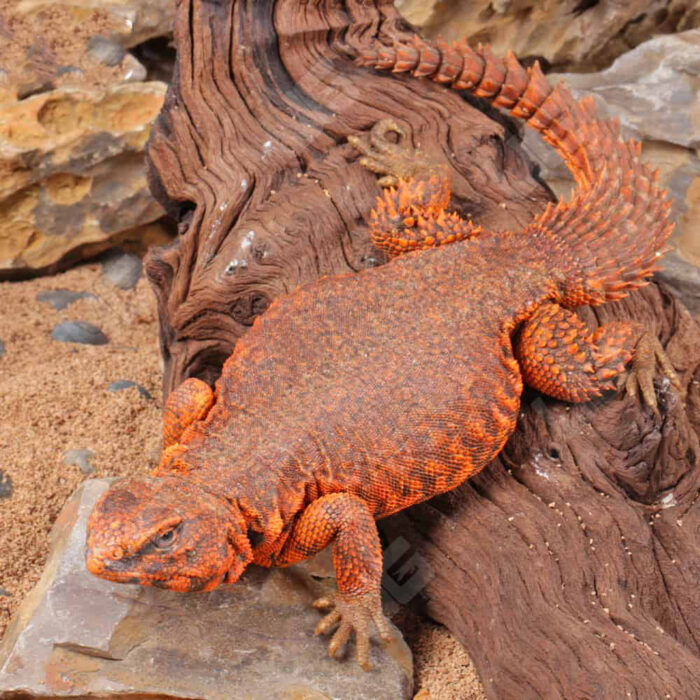 Super Red Uromastyx