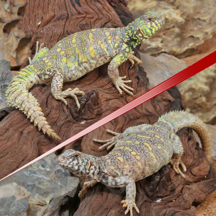 Sub-Adult Ornate Uromastyx Pair #1